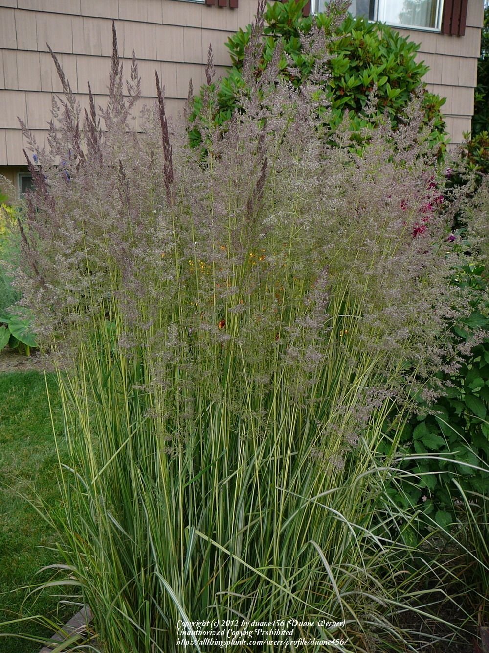 Вейник Аваланш