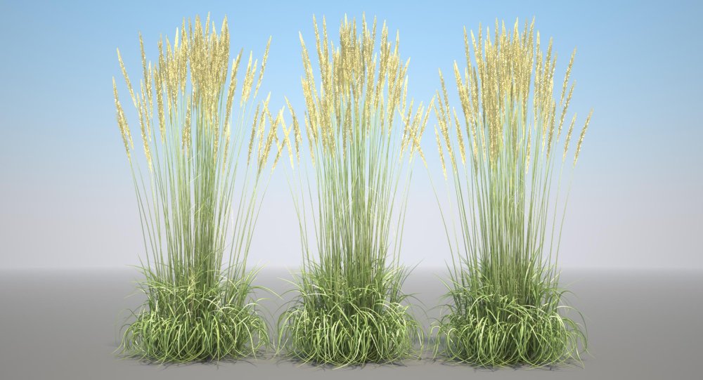 Вейник остроцветковый England