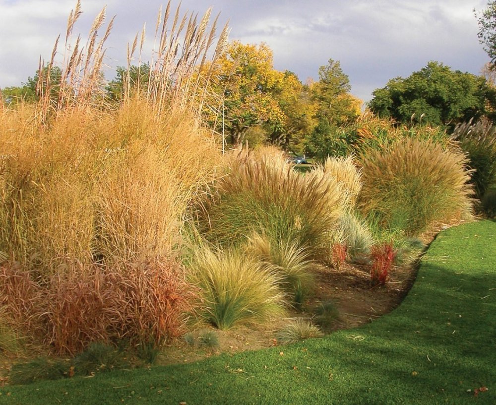 Вейник остроцветковый зимой