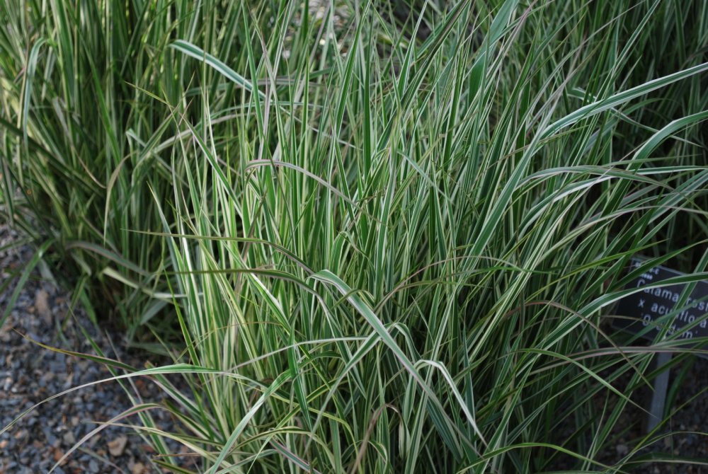 Вейник остроцветковый Аваланш