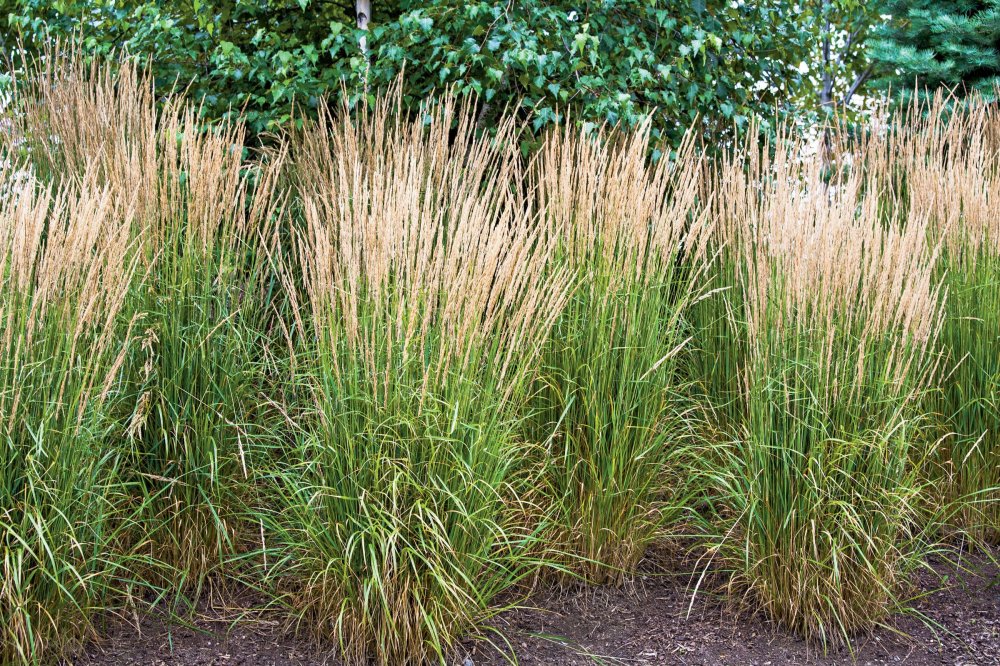 Вейник остроцветковый Овердам