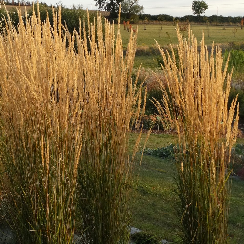 Calamagrostis Карл Foerster