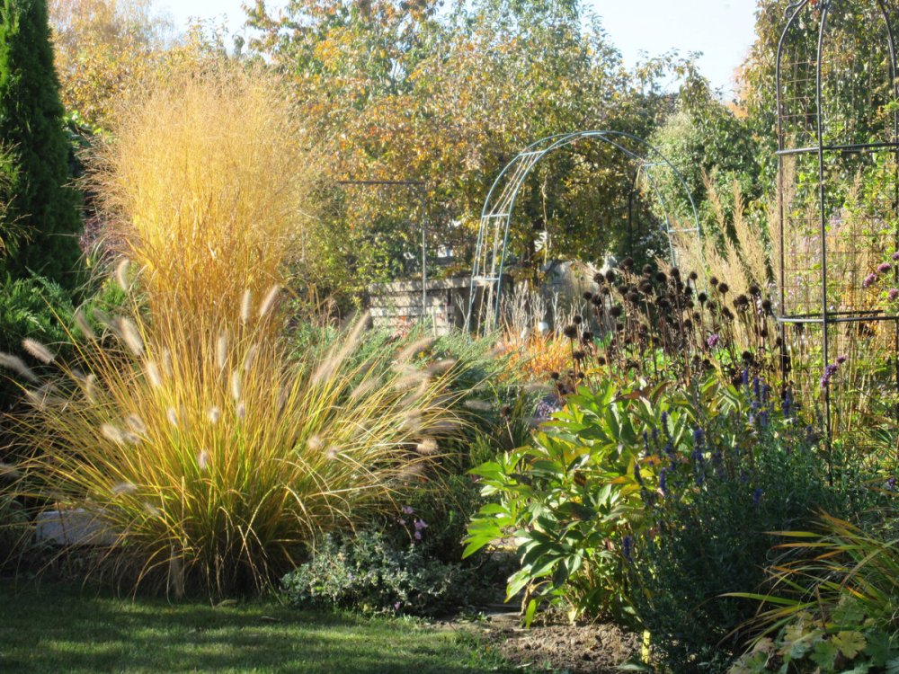 Вейник коротковолосистый brachytricha