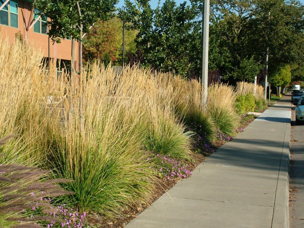 Щучка дернистая Bronzeschleier