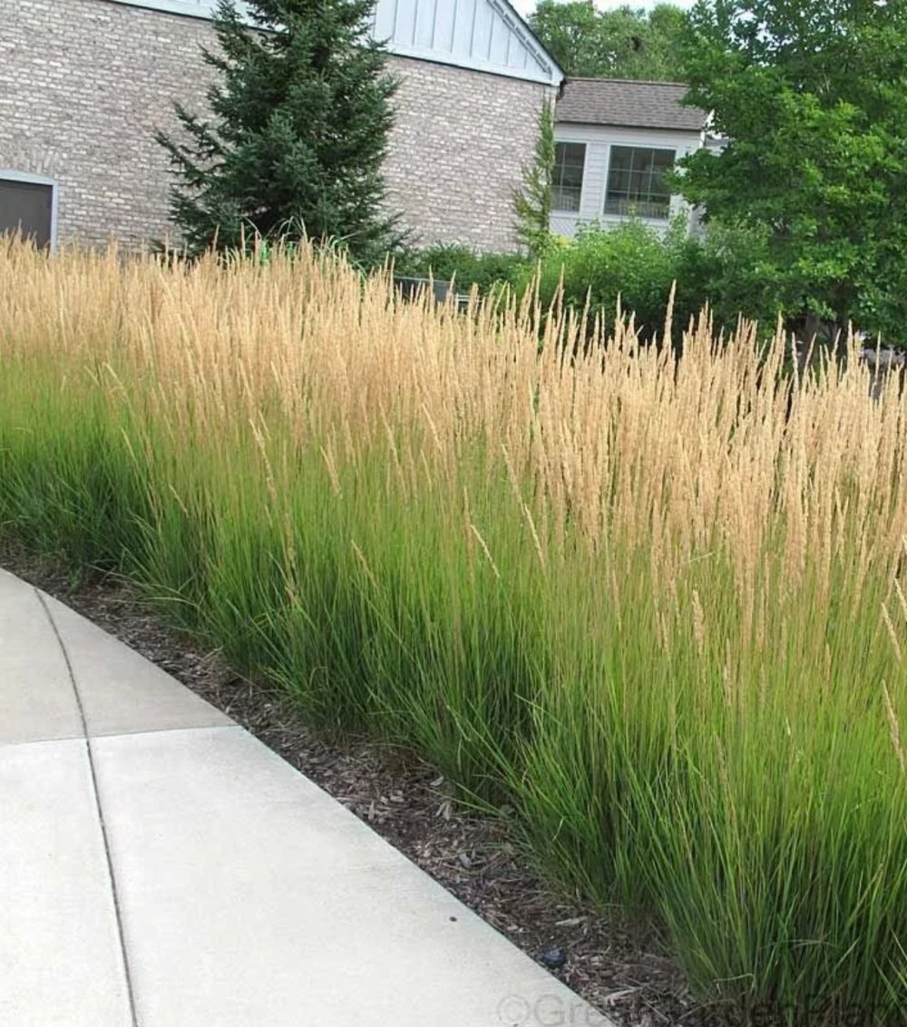 Молиния тростниковая (Molinia arundinacea `Karl Foerster`)