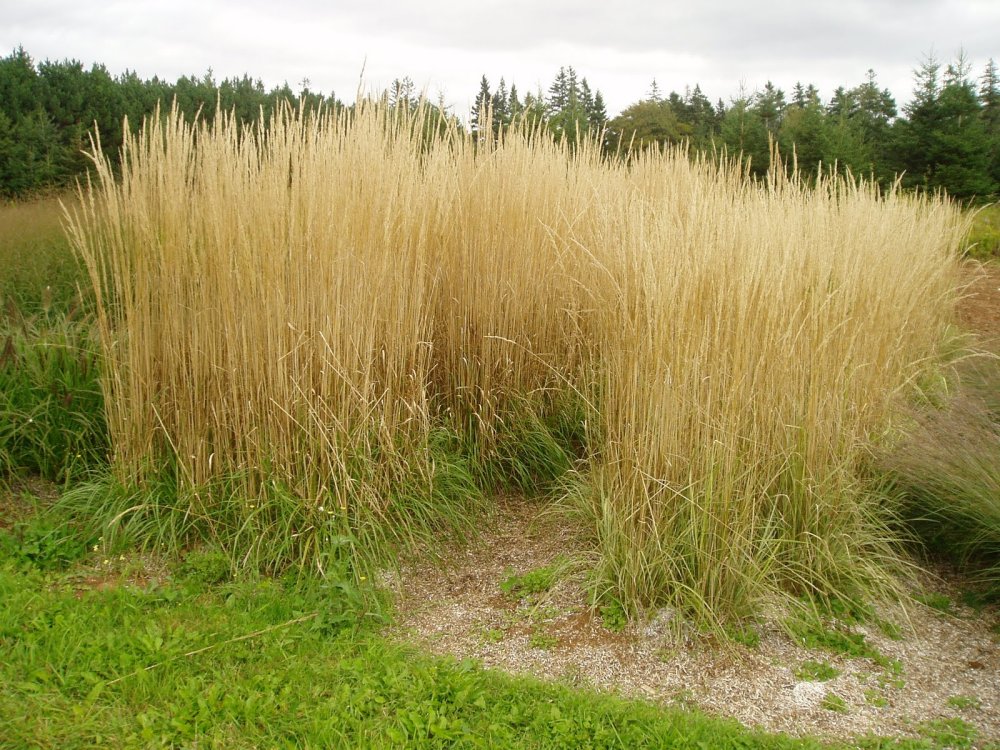 Вейник остроцветковый видовой