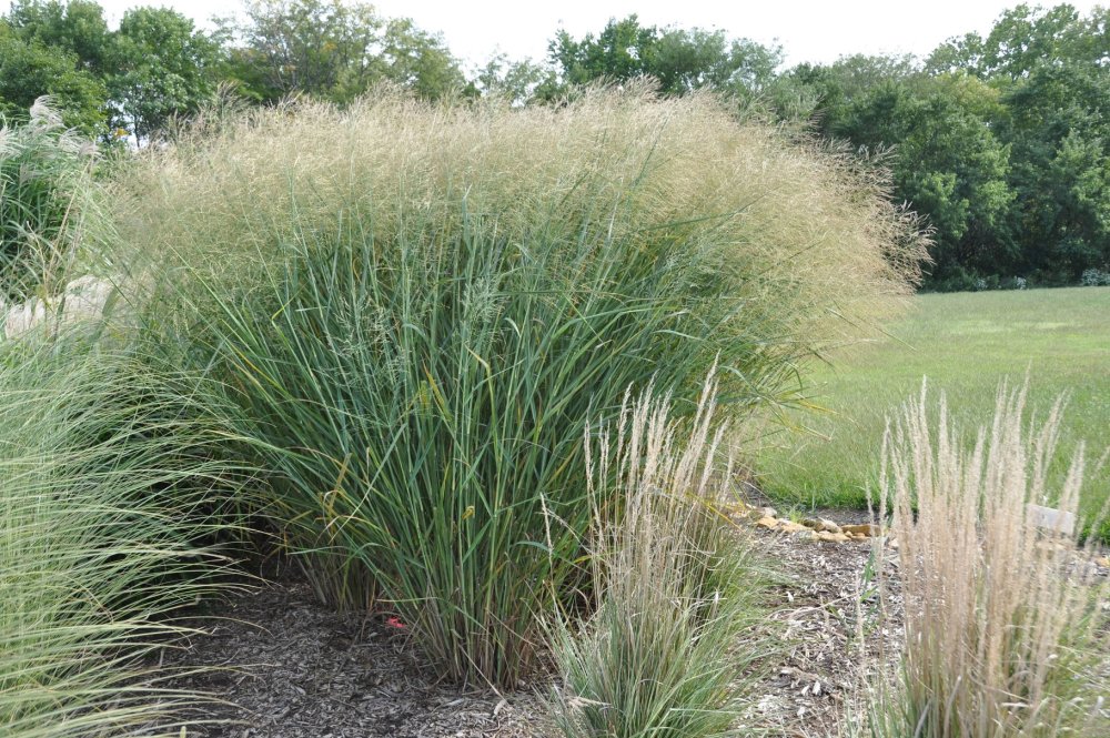 Просо прутьевидное Ротштральбуш