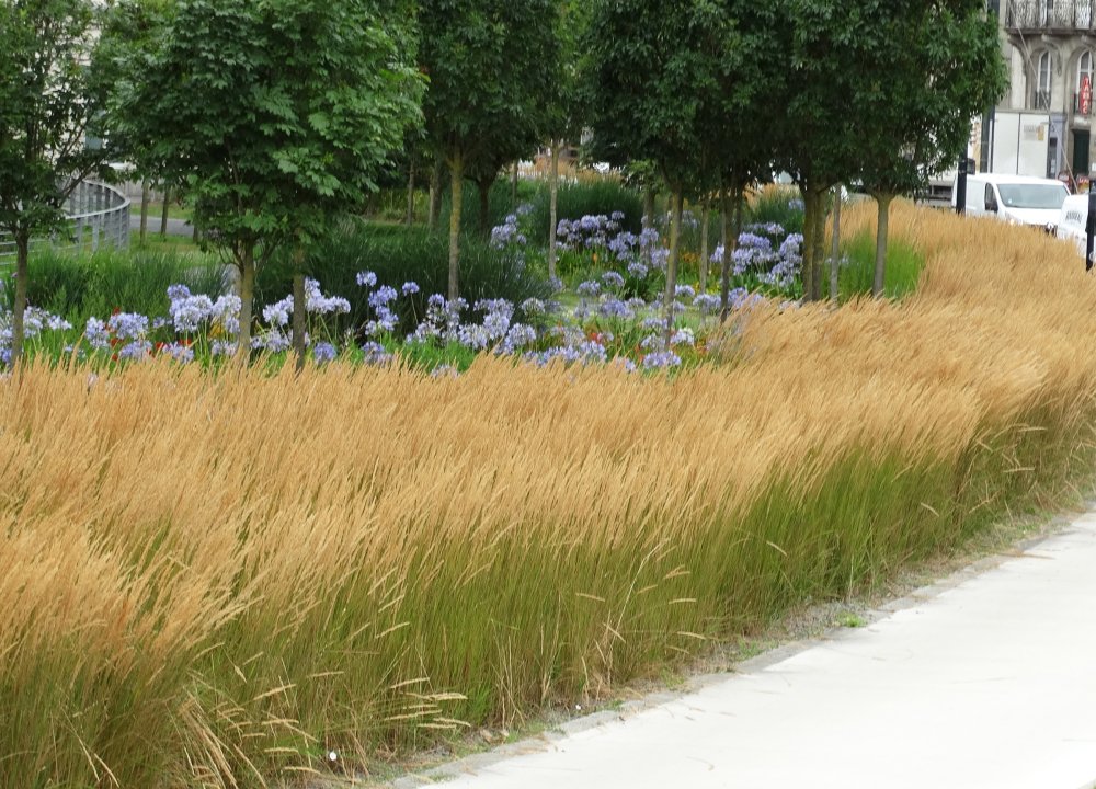 Вейник Карл Форстер в миксбордере