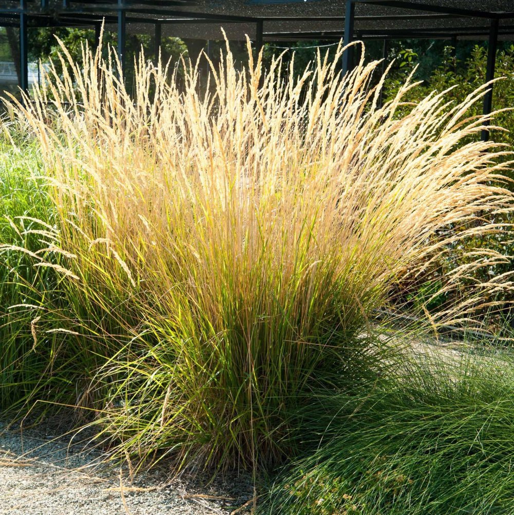 Вейник остроцветковый Карл Форстер