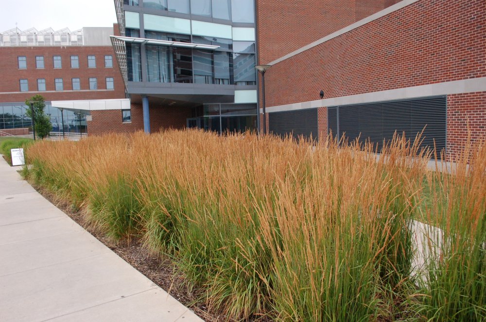 Вейник остроцветковый Overdam