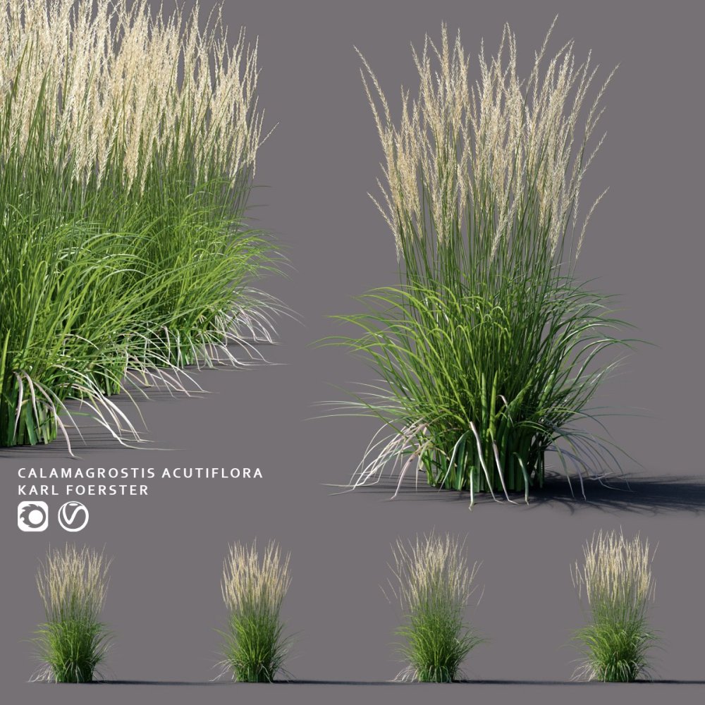 Вейник Карл Форстер в кашпо