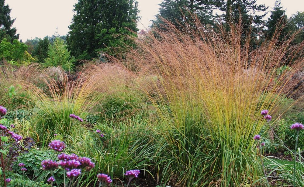 Молиния тростниковая Карл Форстер