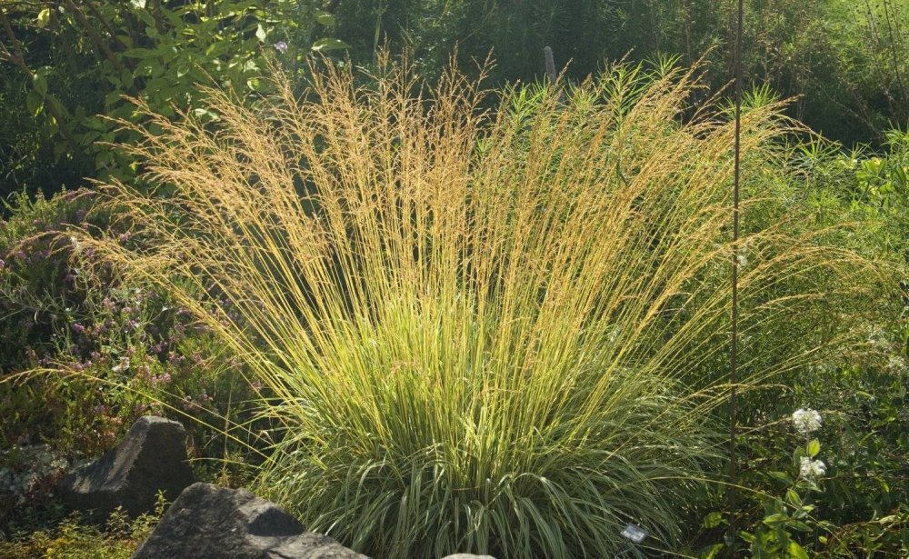Молиния тростниковая Фонтейн