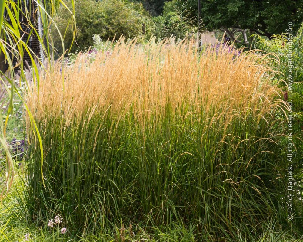 Вейник остроцветковый Овердам