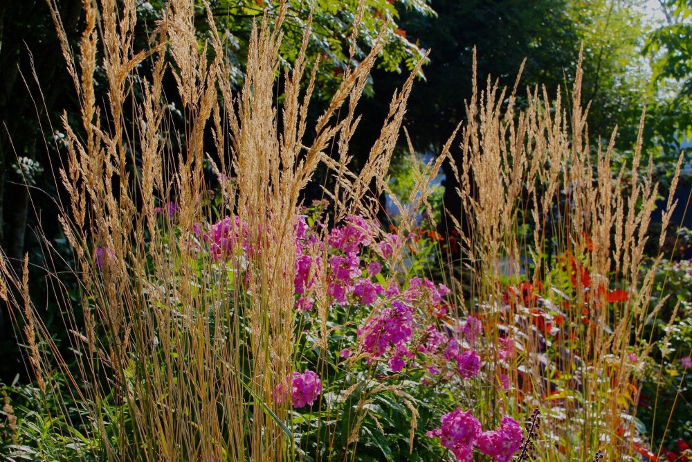 Вейник изменчивый