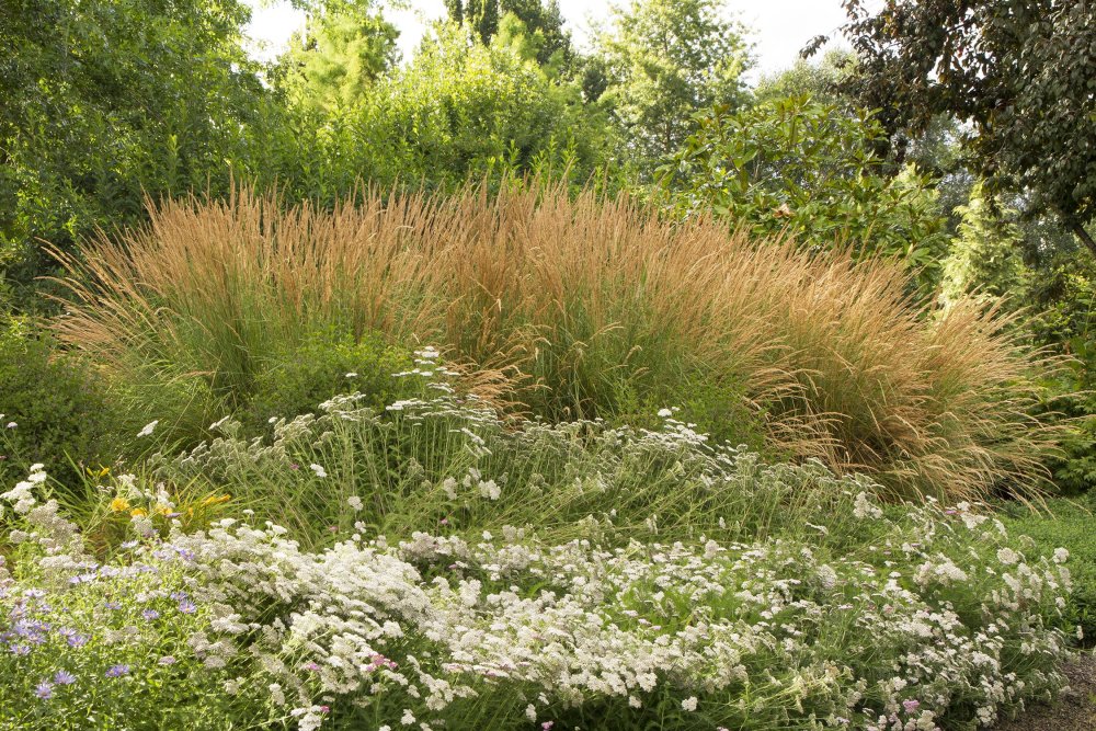 Злак Вейник зимой