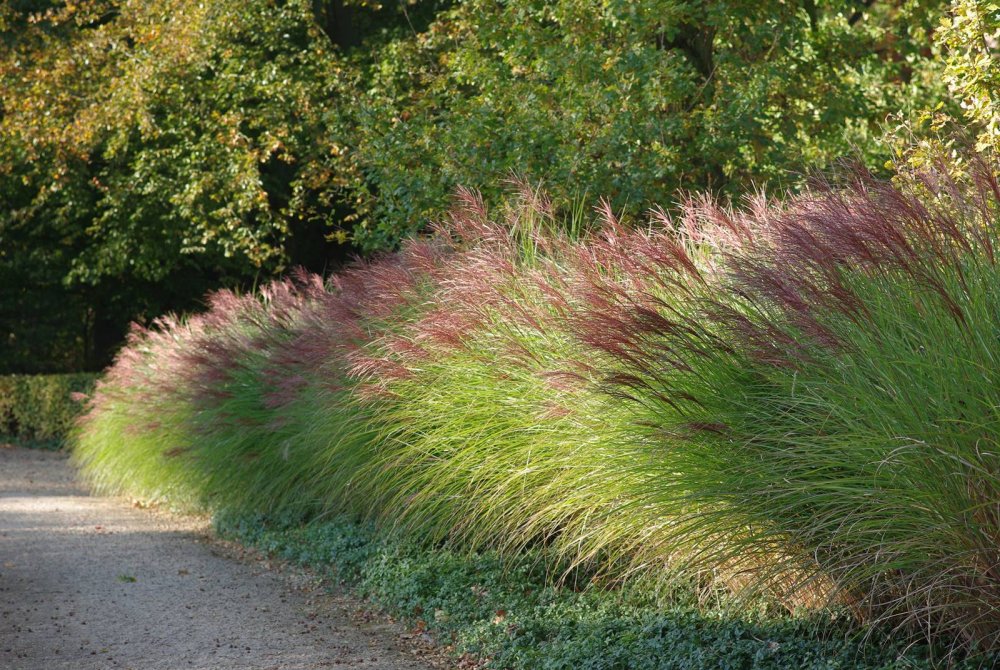 Вейник Карл Форстер в цветнике