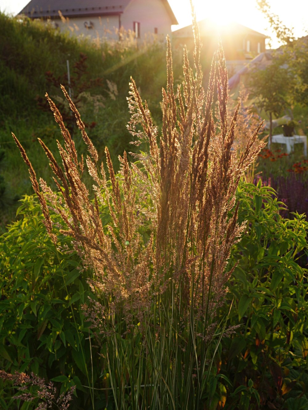 Овсяница сизая Фредди