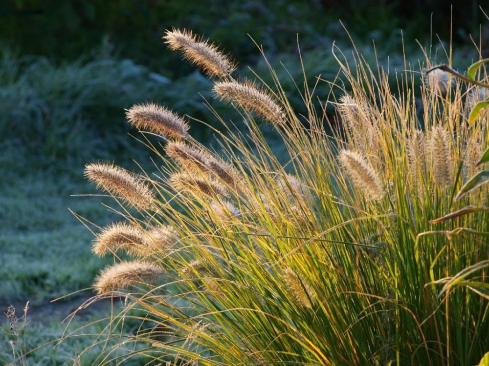 Вейник остроцветковый Карл Форстер