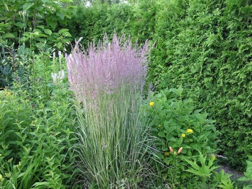 Пит Удольф злаковые сады