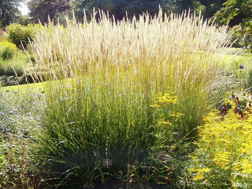 Вейник остроцветковый Avalanche