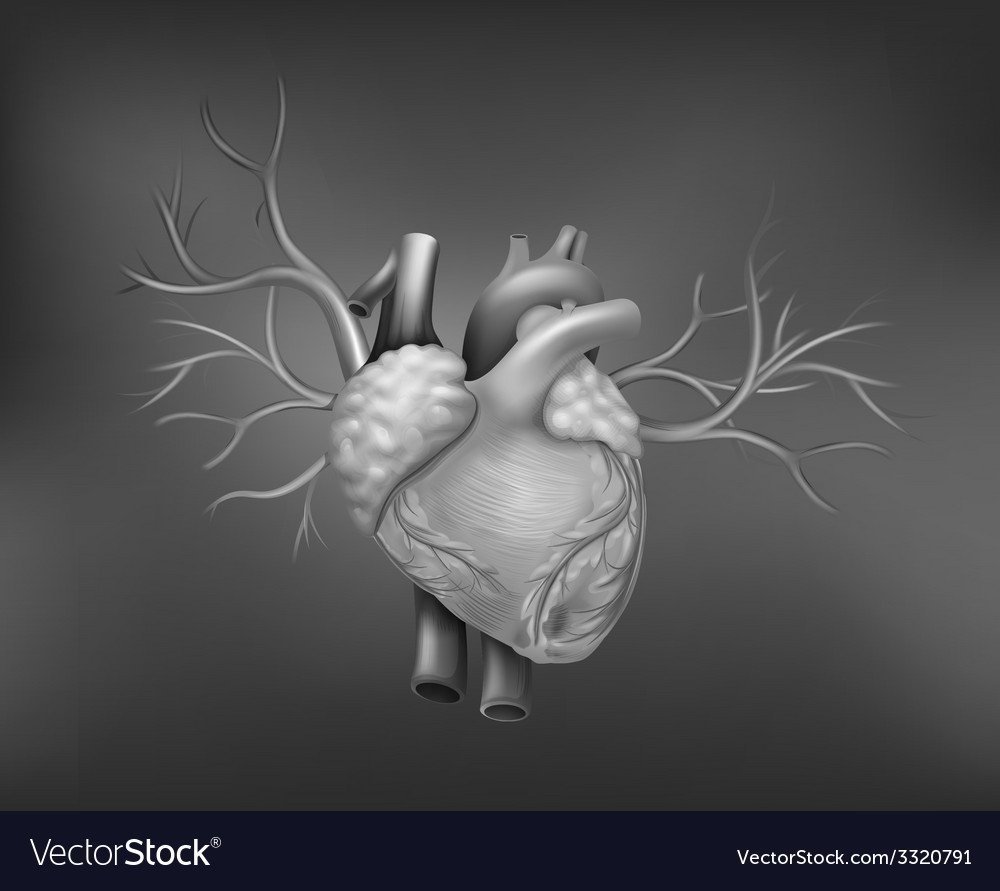Сердце Анатомическое на сером фоне