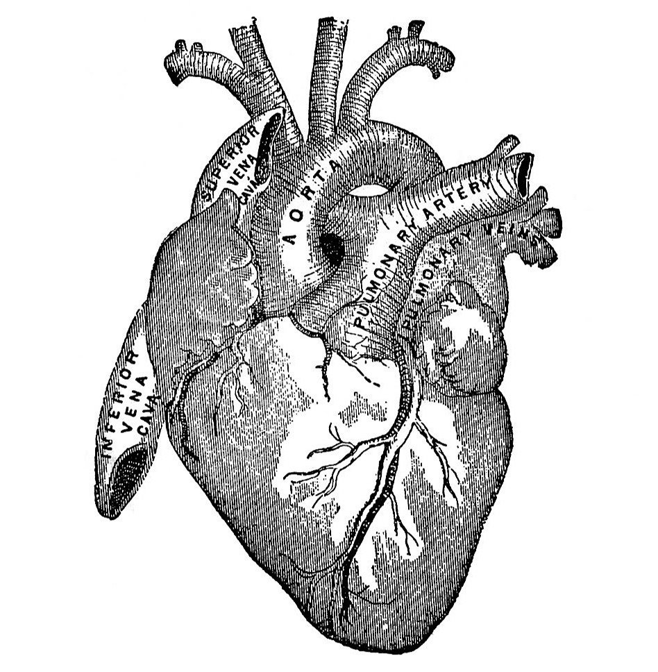 Сердце человека анатомия