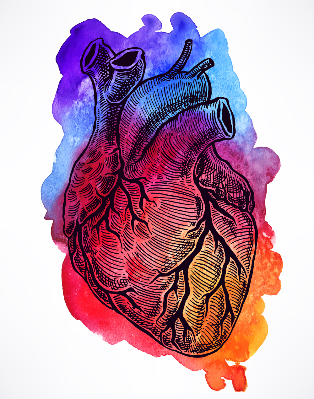 Сердце человека анатомия