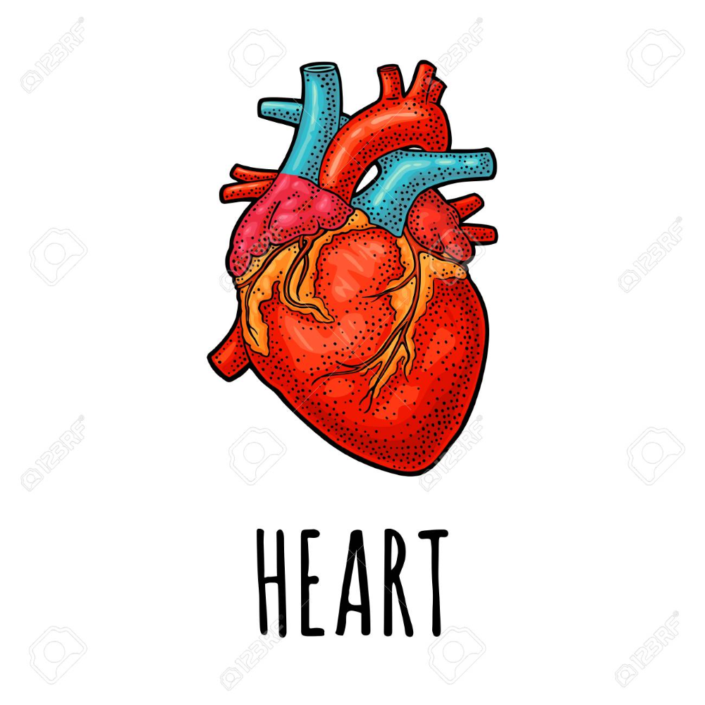 Анатомическое сердце рисунок