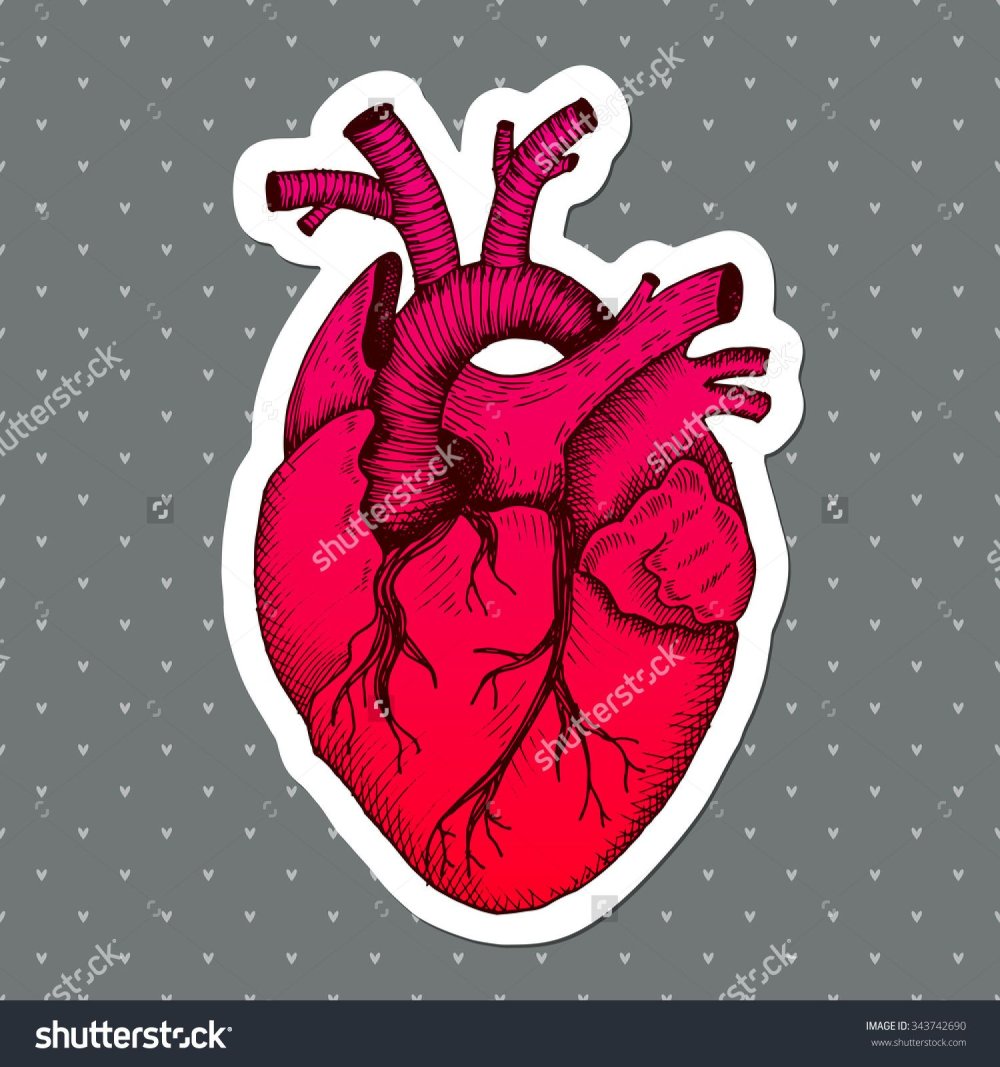 Сердце Анатомическое вектор