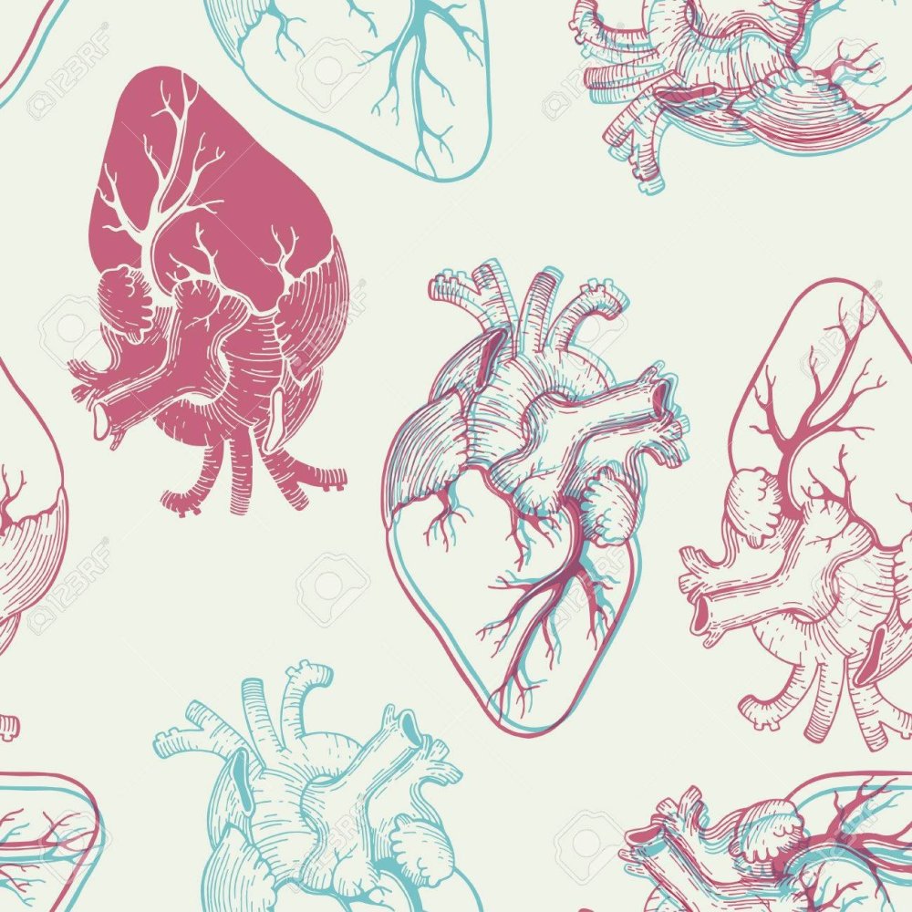 Анатомическое сердце фон