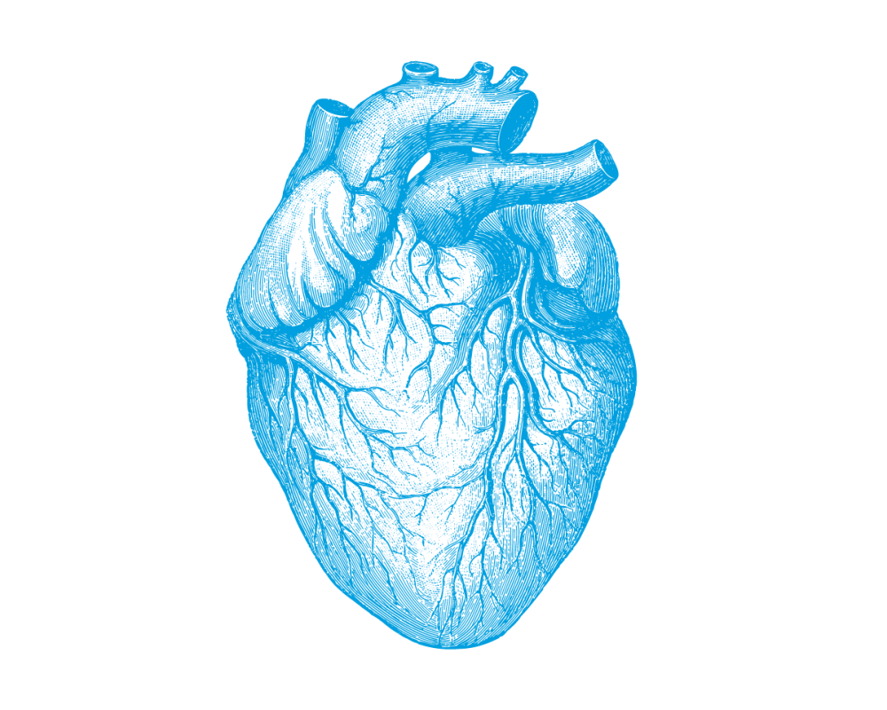 Настоящее сердце вектор