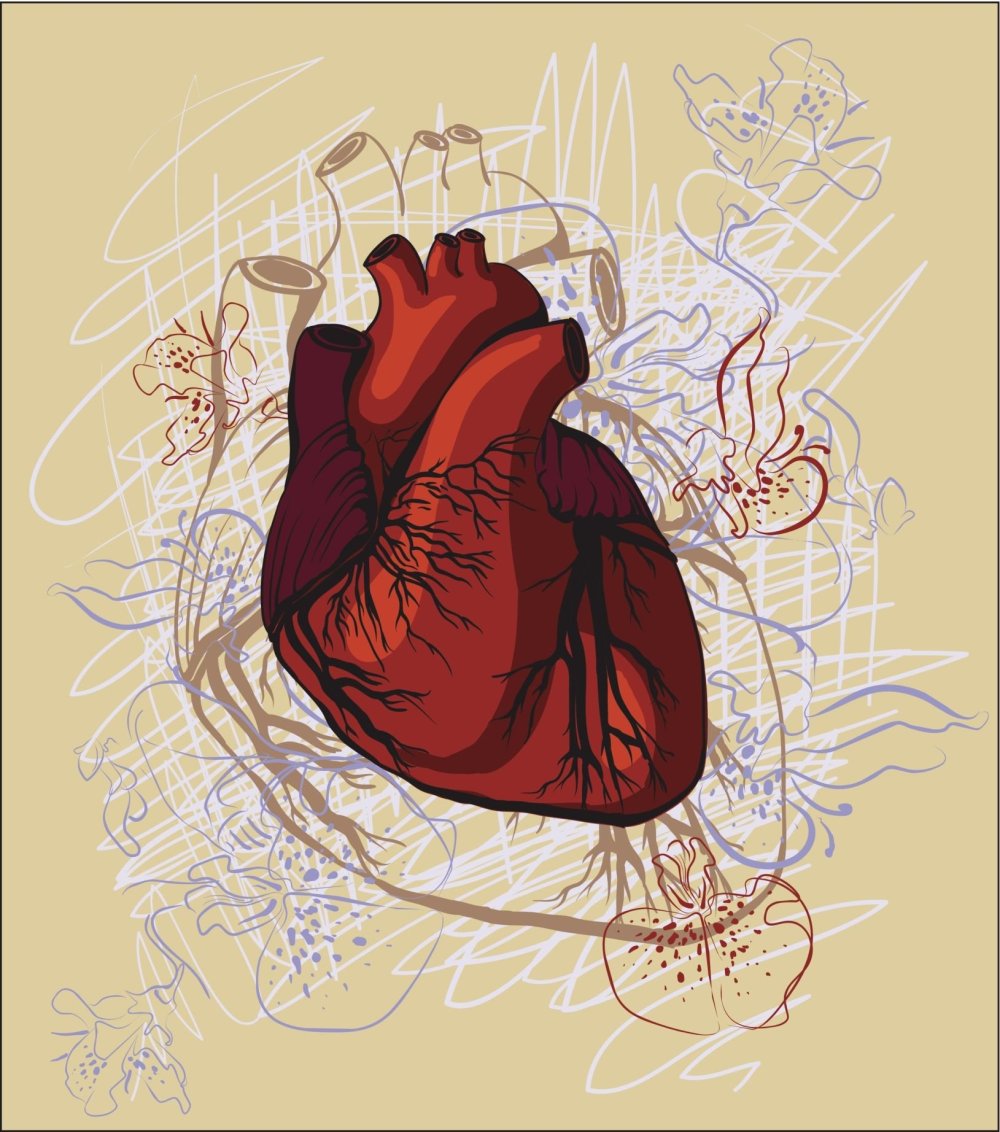 Сердце человека стилизация