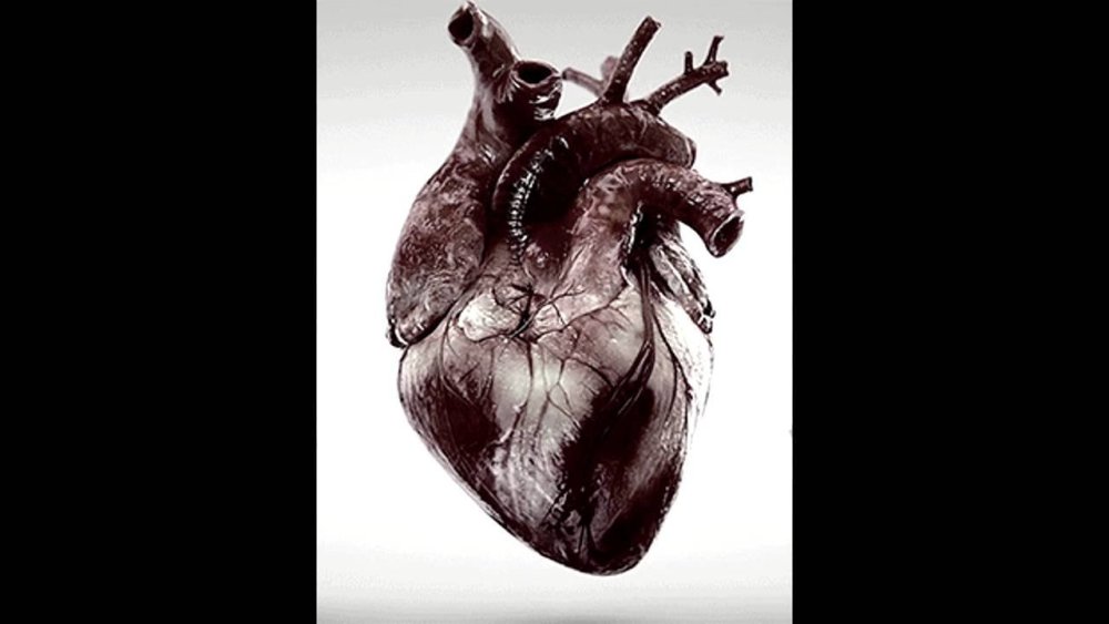 Анатомическое сердце человека