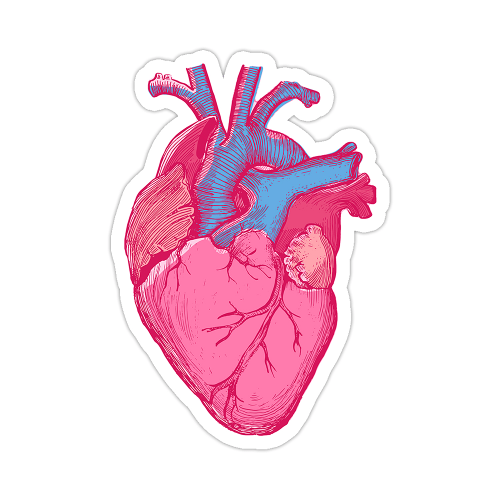 Человеческое сердце вектор