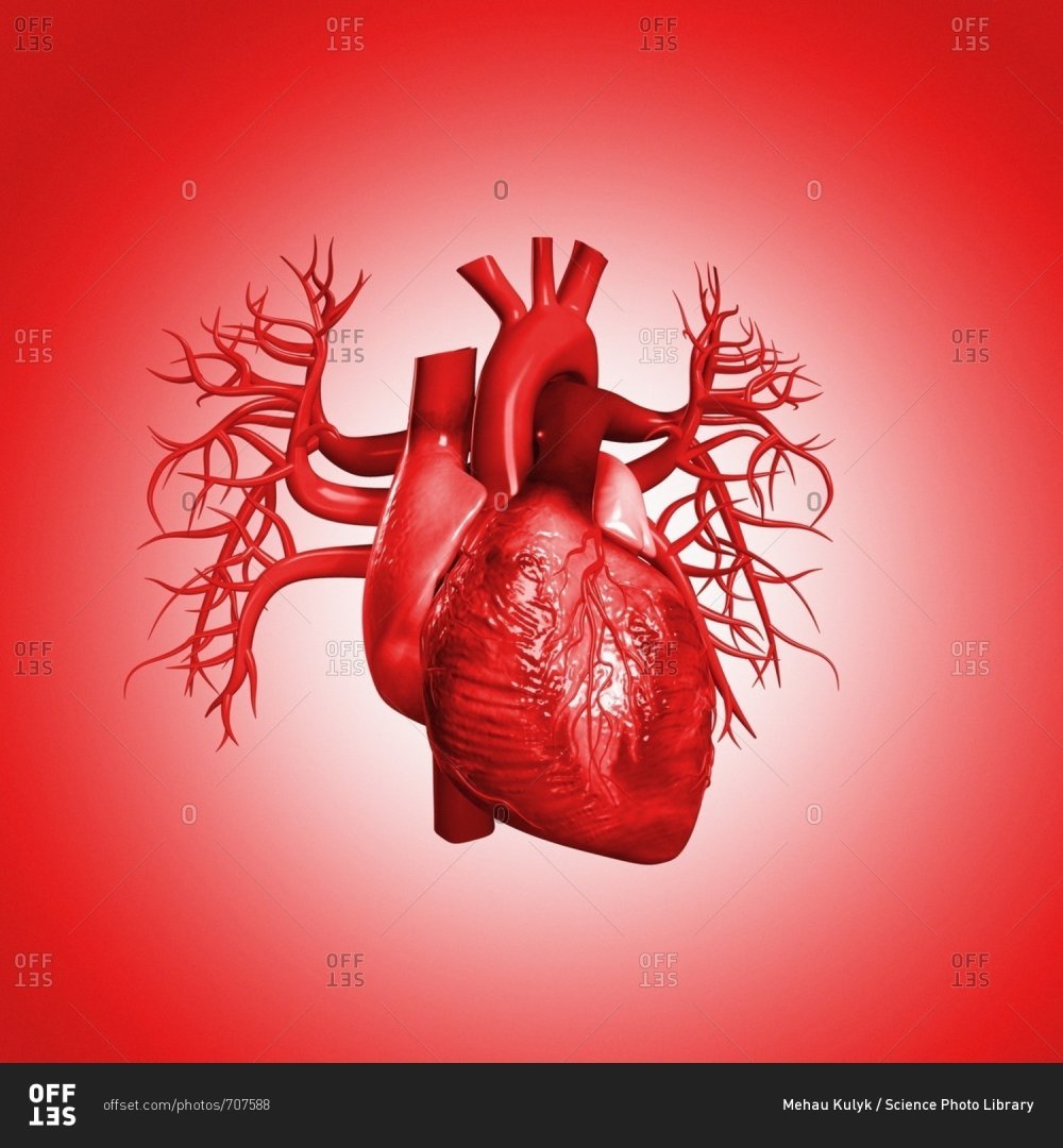 Человеческое сердце на Красном фоне