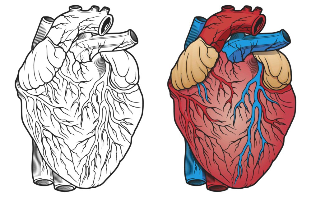 Сердце человека на белом фоне