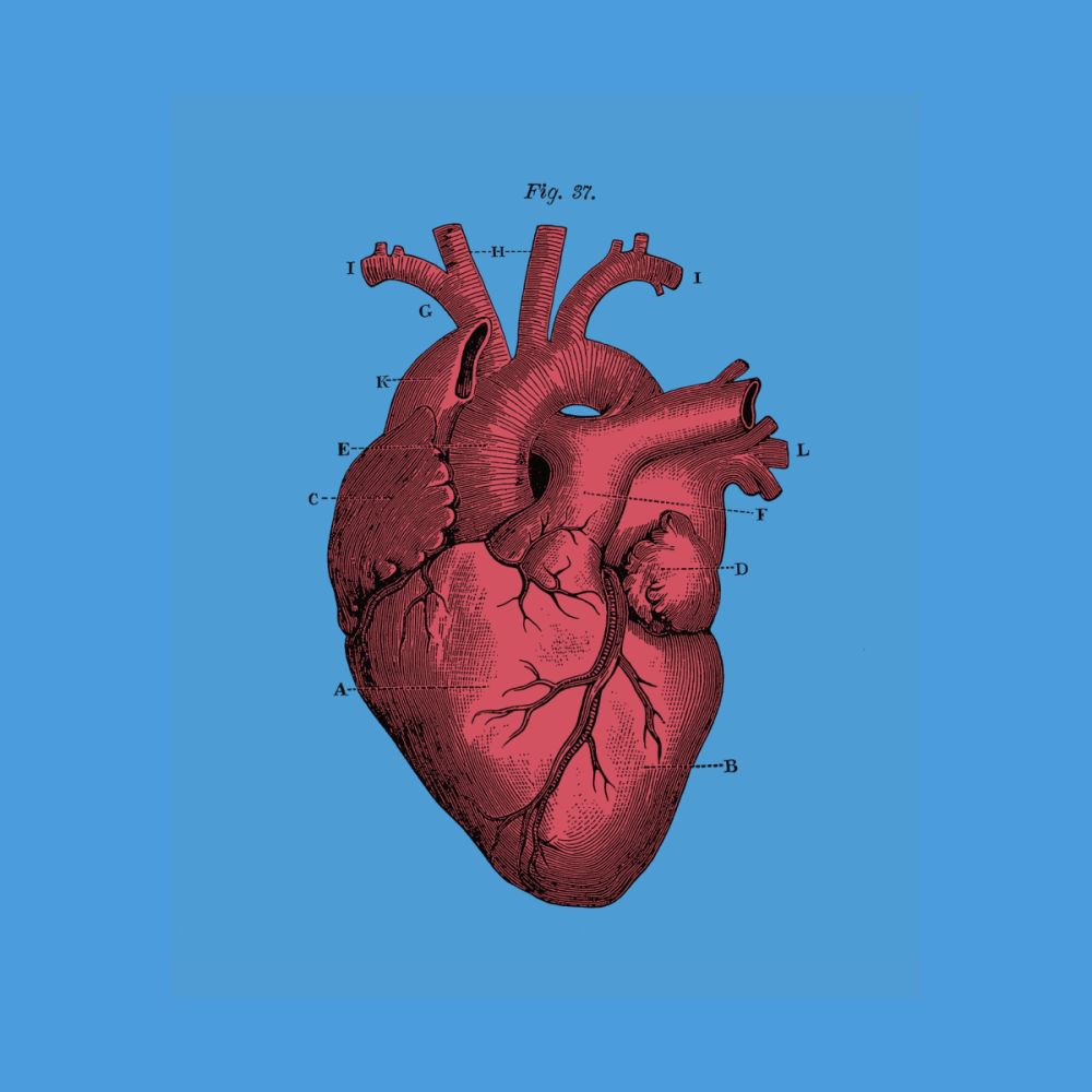 Сердце человека со всех сторон