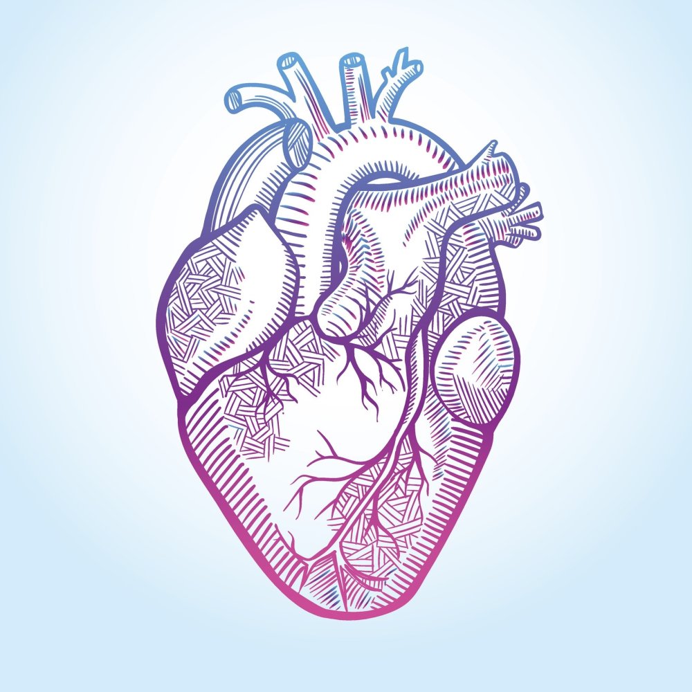 Сердце человека на белом фоне