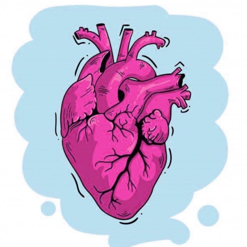 Анатомическое сердце рисунок карандашом