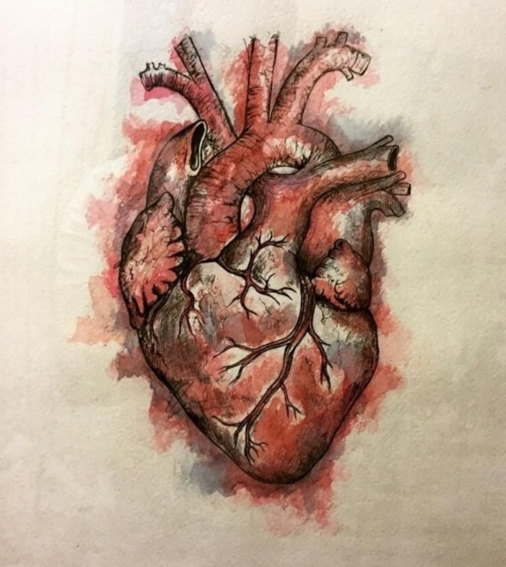 Плакат сердце человека