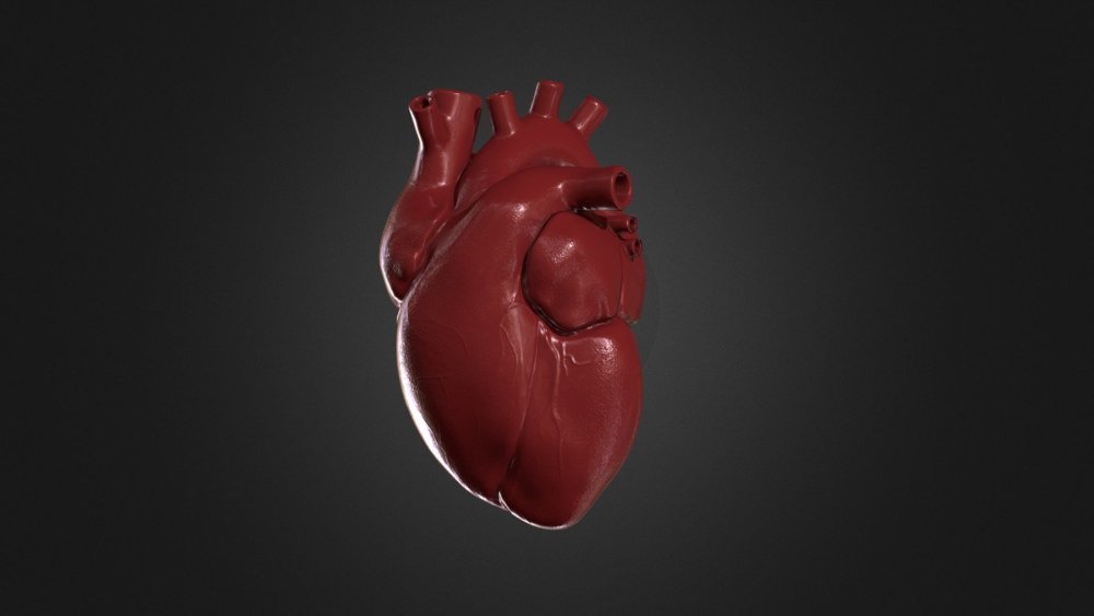 Сердце орган человека на прозрачном фоне