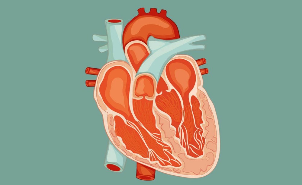 Человеческое сердце вектор