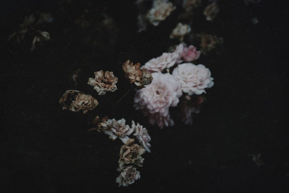 Фон в цветах дарк Академия