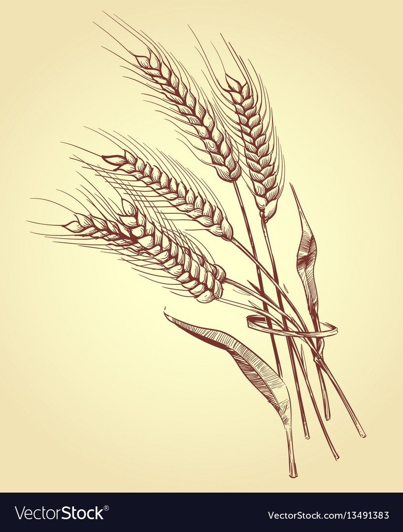 Колосок рисунок