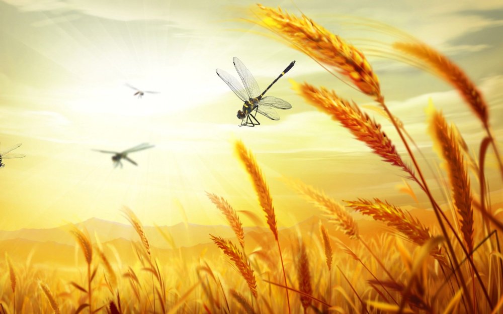 Рамка колосья