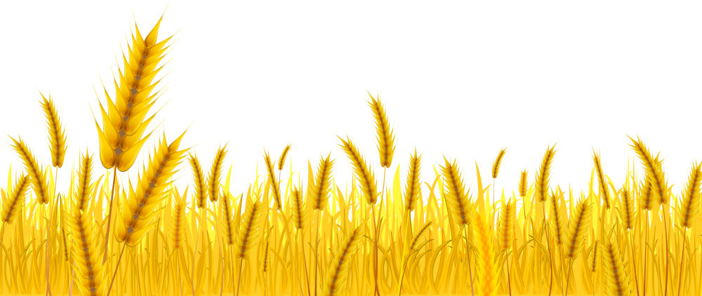 Рамка пшеница