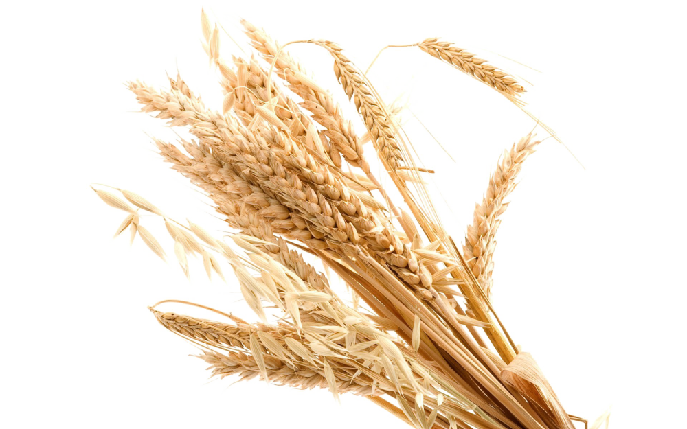 Пшеничка колосок