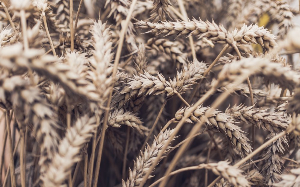 Ржаной Колос