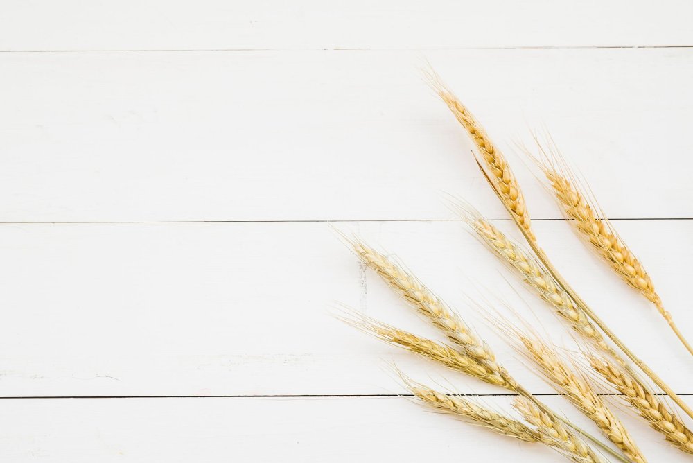 Фотообои колоски пшеницы